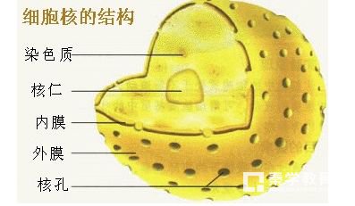ʲôϸˣϸ˵Ҫṹʲôأ